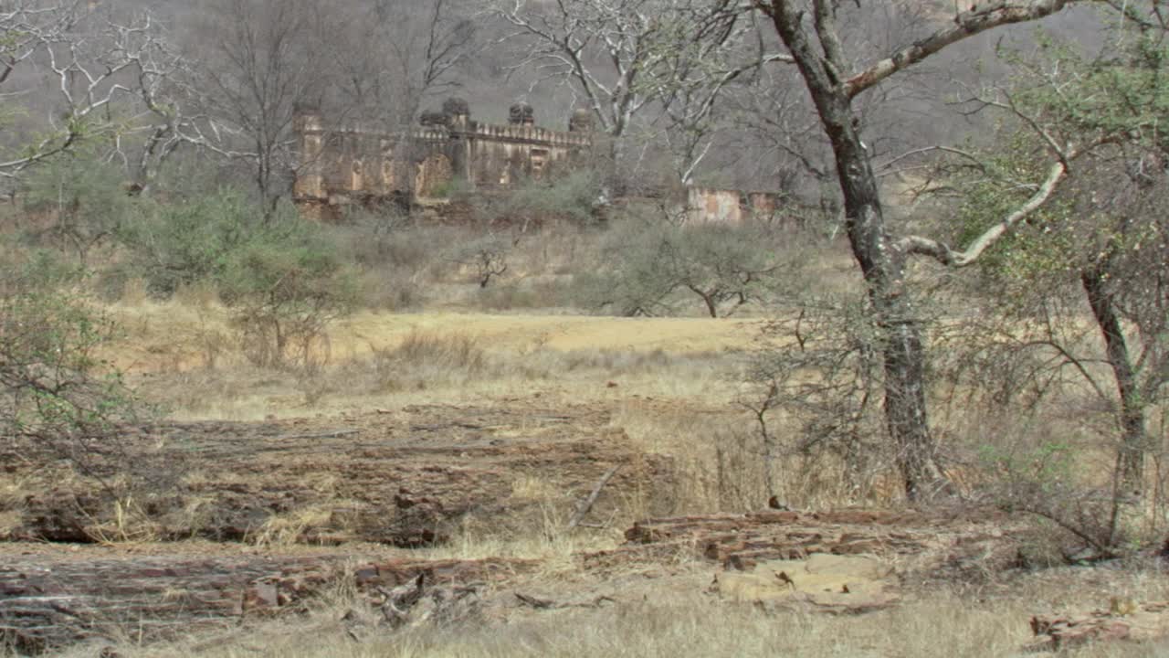 老虎进入地铁的慢动作在前景，Ranthambore堡垒的背景。视频素材