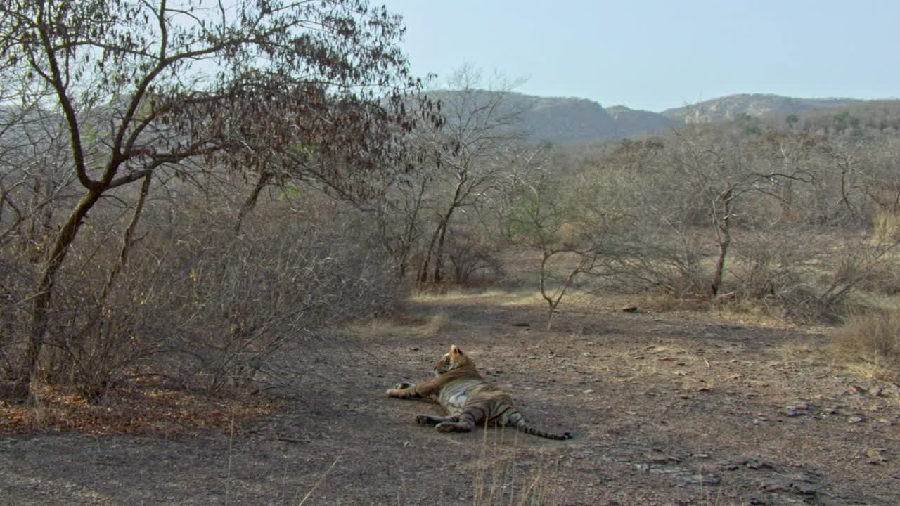 雄虎躺着，休息在干燥的荆棘林。背景山区视频素材