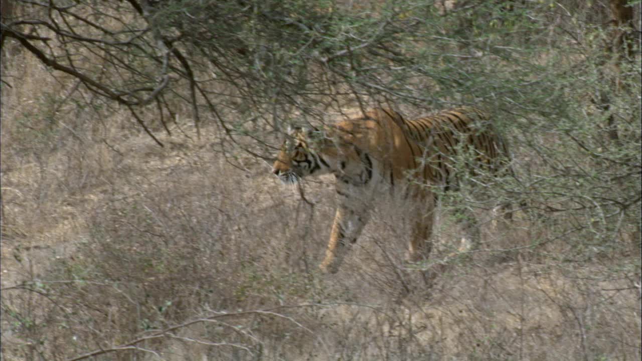 慢镜头的雌性老虎跟踪在干刺林，看着猎物视频素材