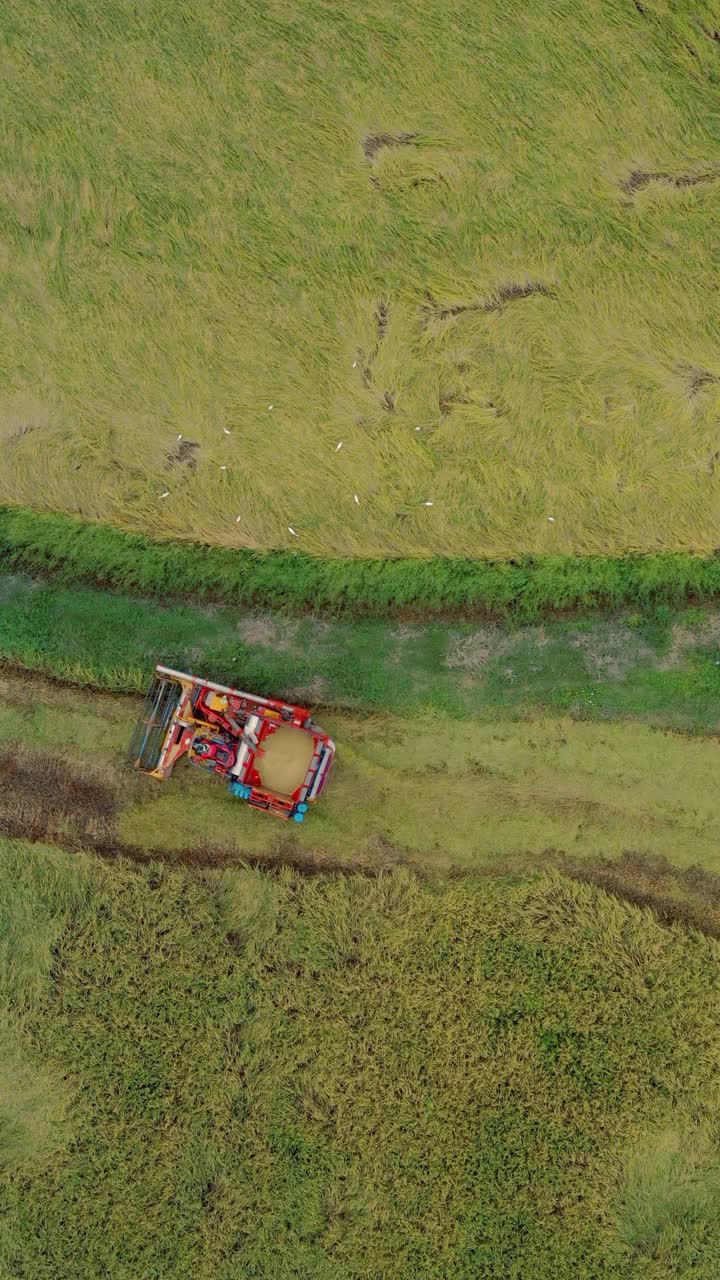 稻田上收获机的鸟瞰图视频素材