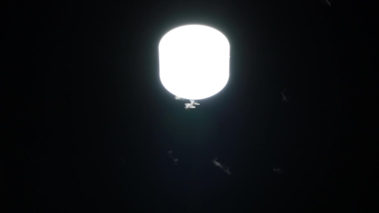 昆虫绕着灯飞来飞去视频下载