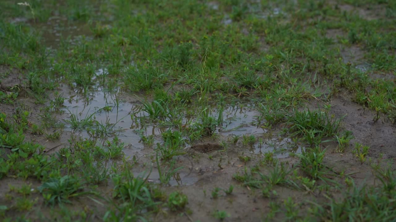 短绿草覆盖着泥沼和脏水视频素材