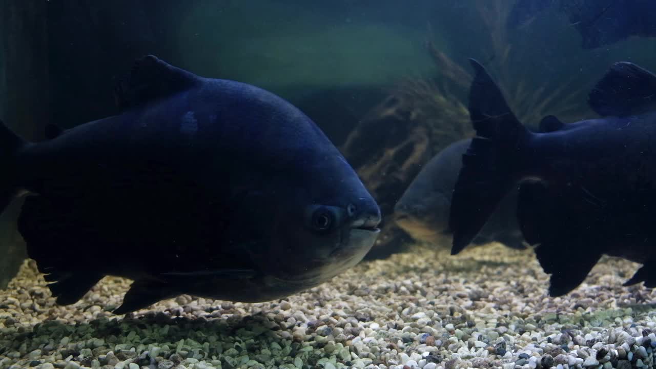 坦巴基鱼在淡水水族馆视频素材