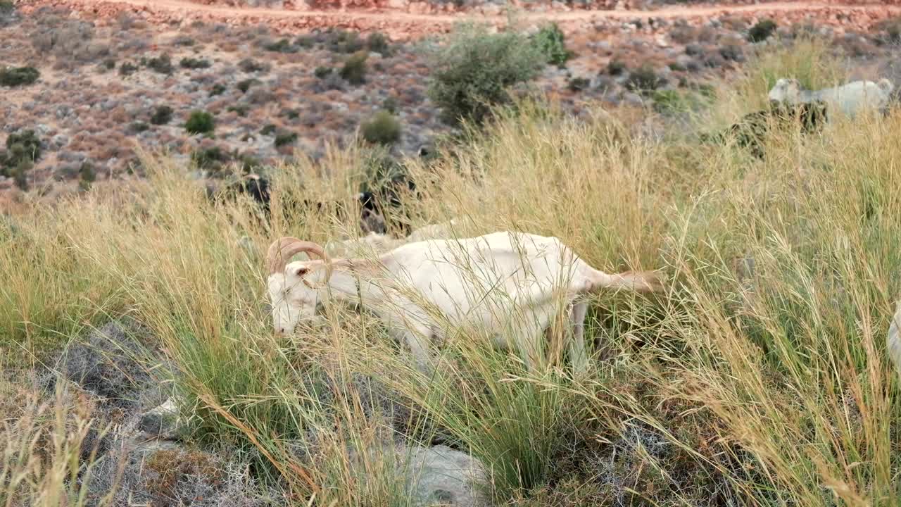 山地牧场上的山羊视频素材