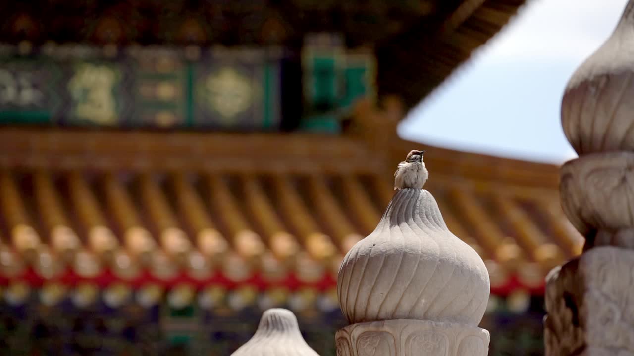 北京历代帝王庙视频素材
