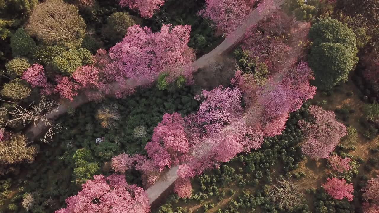 无人机在泰国清迈拍摄粉色樱花盛开的土路视频购买