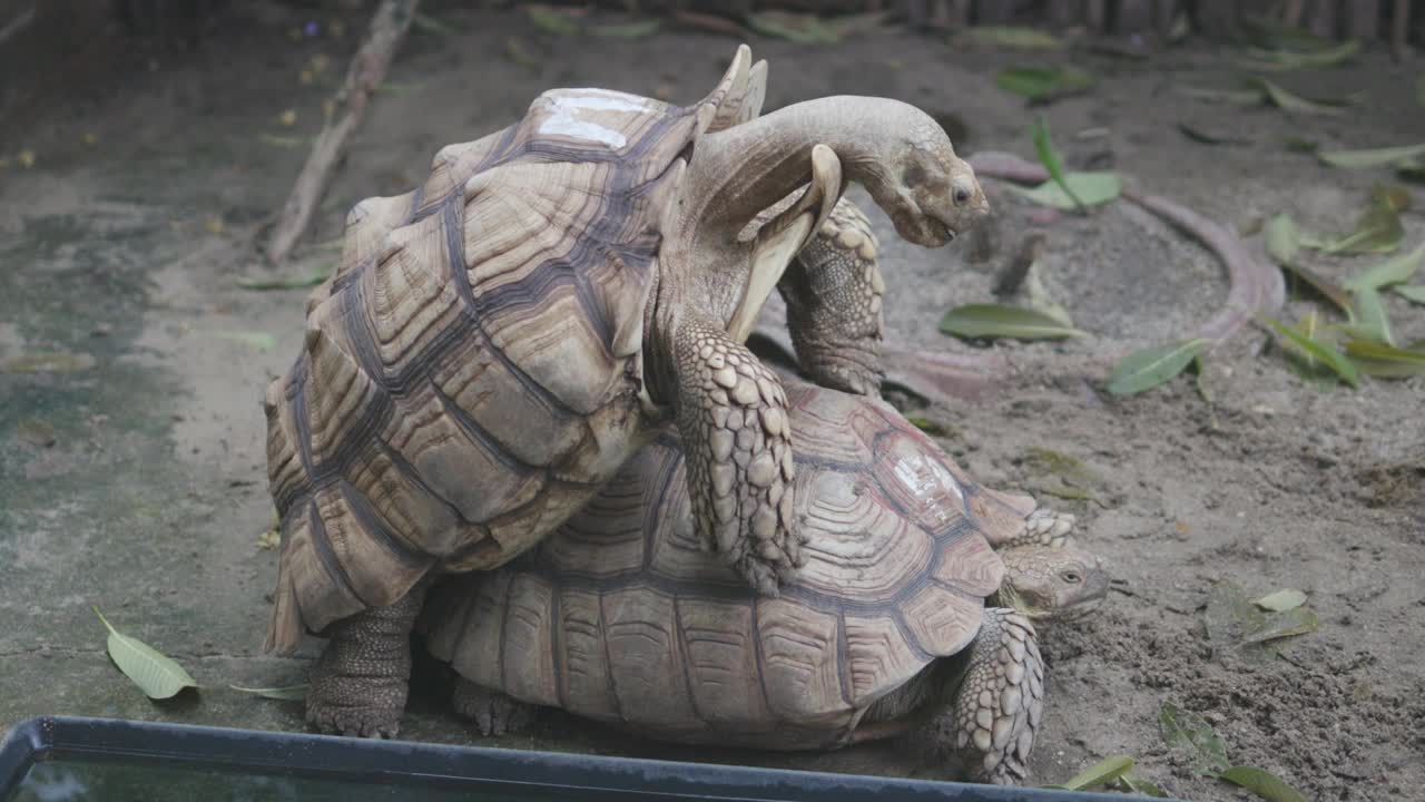 非洲盾臂龟正在一个养殖场里繁殖。视频素材