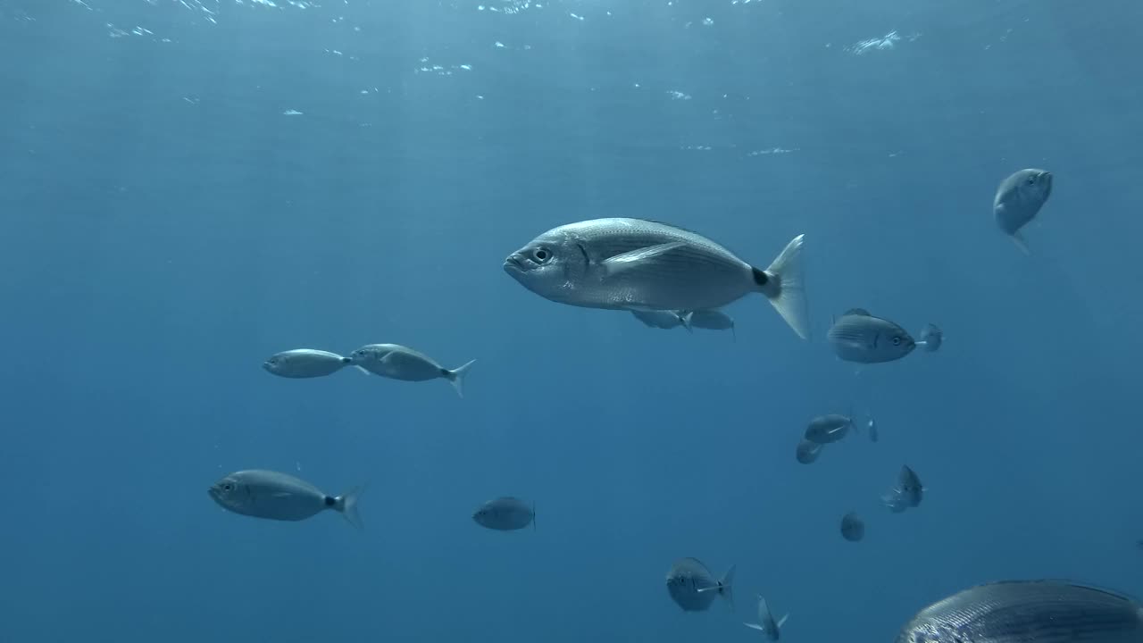 斑马鱼在阳光下的蓝色海水中游泳。地中海、塞浦路斯视频下载