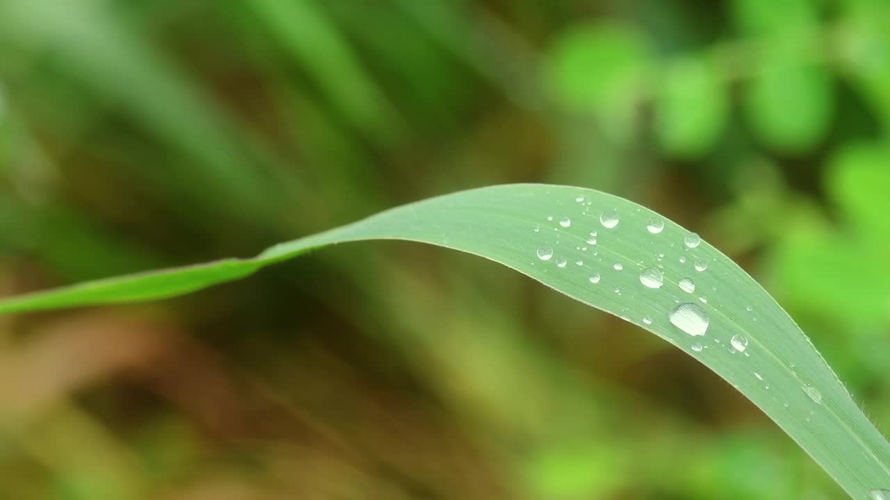 水滴在绿色的草地上视频素材