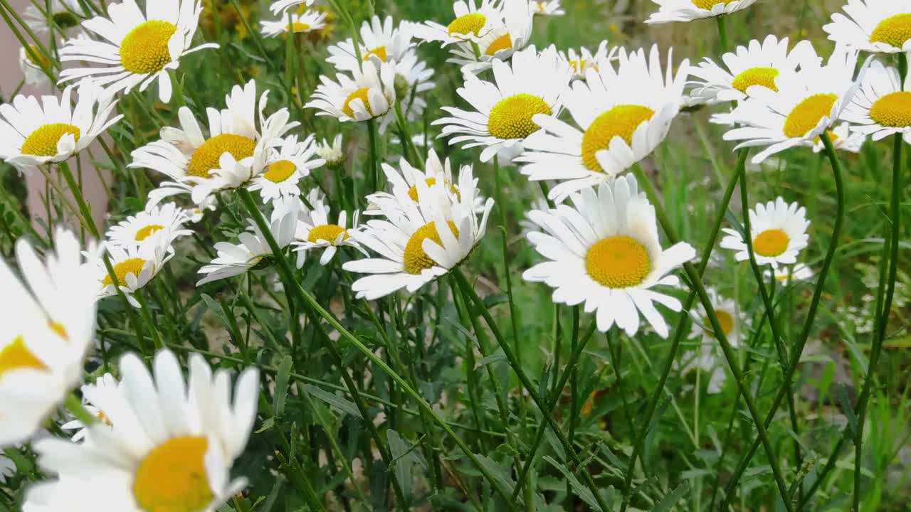 公园里，白色雏菊在风中生长。它被用于医学视频素材