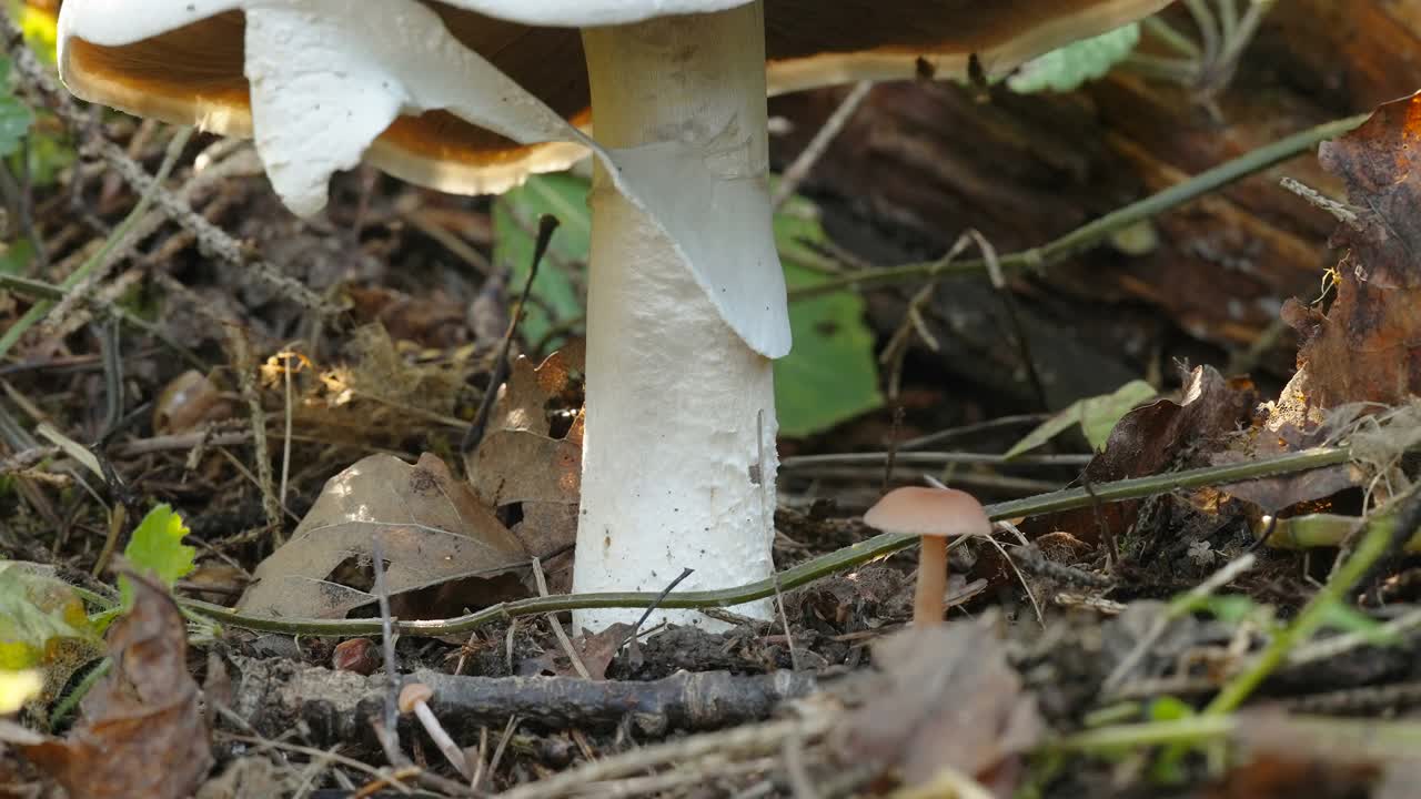 近距离观察爱沙尼亚的白色大蘑菇视频下载