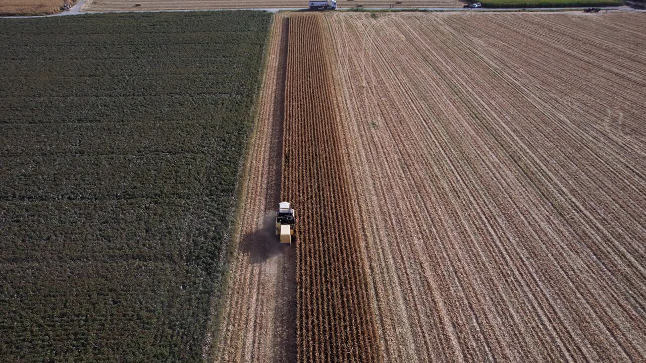 空中无人机直接在头顶拍摄，联合收割机与螺旋钻和谷物坦克下降通过玉米田收获视频素材