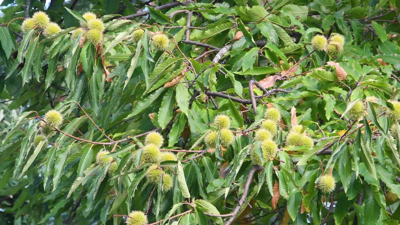 被风吹着的栗子树枝上挂着刺猬。收获前的秋季视频下载