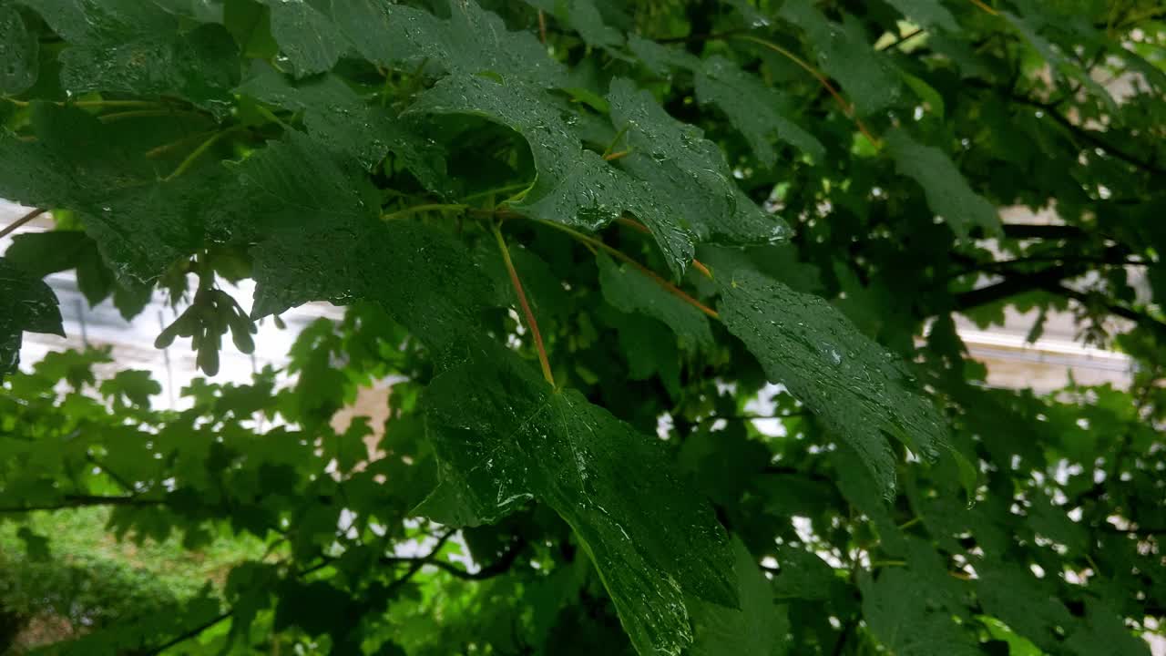雨落在树上的绿叶上视频素材