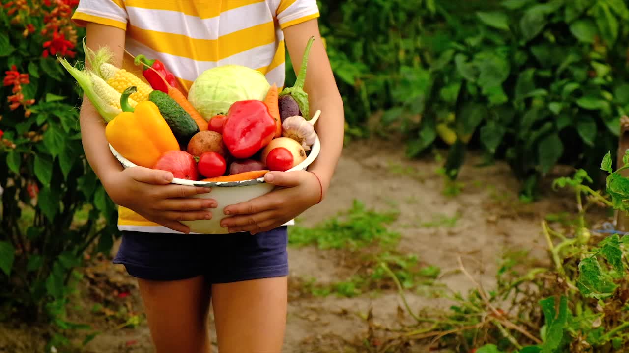 孩子手里拿着收获的蔬菜。有选择性的重点。大自然。视频素材