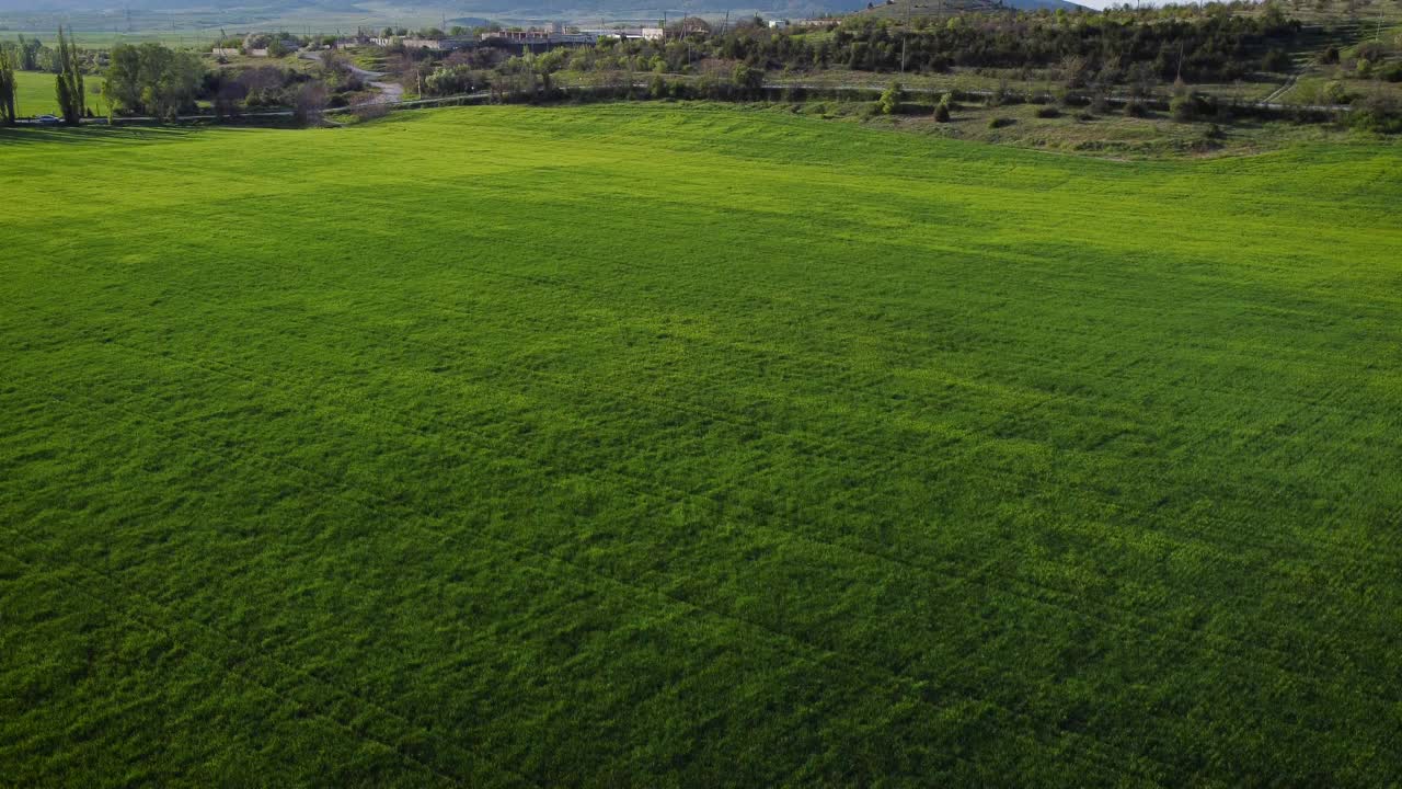 绿色玉米地的鸟瞰图。资料片。无人机飞过绿色的玉米田。玉米田的夏日美景。俯瞰绿色的玉米田视频下载