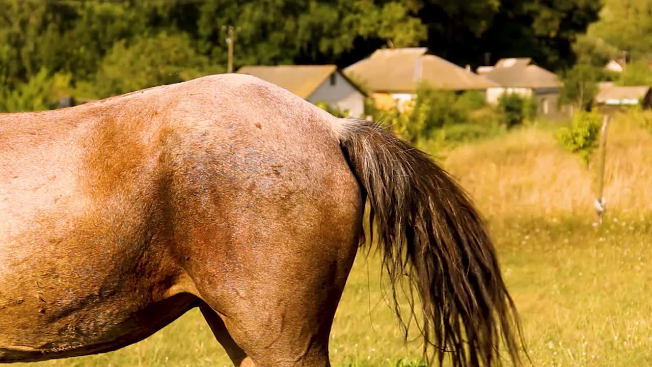 田野里的马。乡间的马视频素材