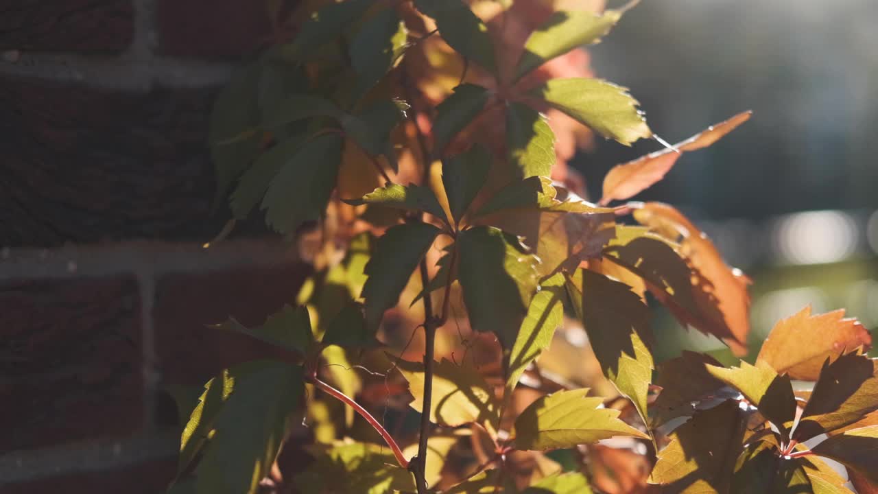 野葡萄挂在砖墙上，阳光透过树叶照进来视频素材