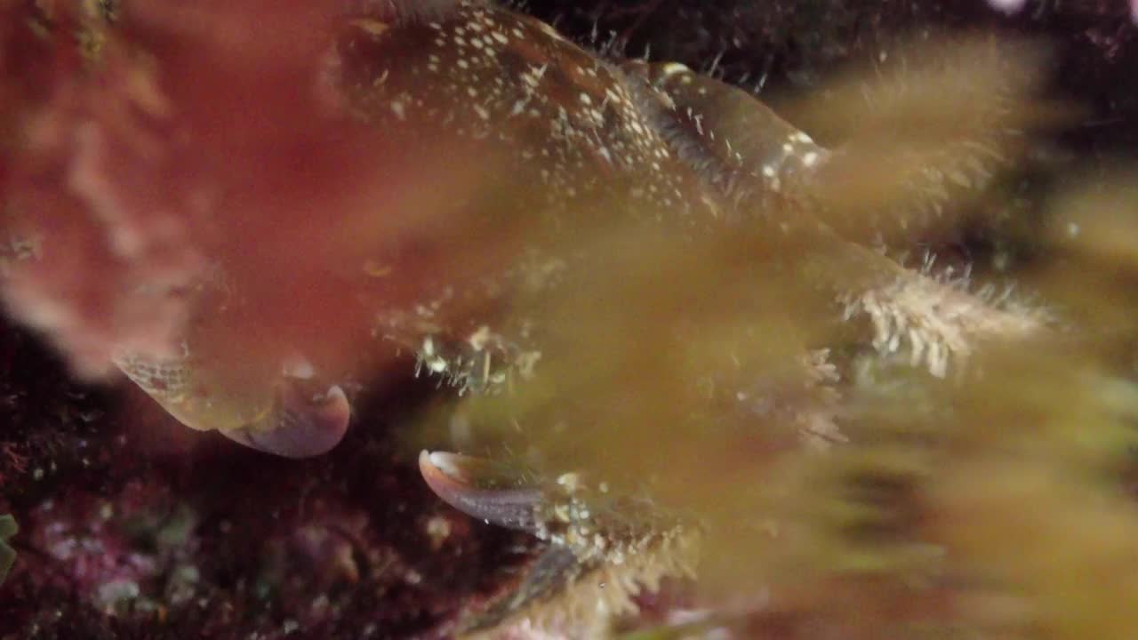 疣状Eriphia, Cala Fosca, palamos。科斯塔布拉瓦视频下载