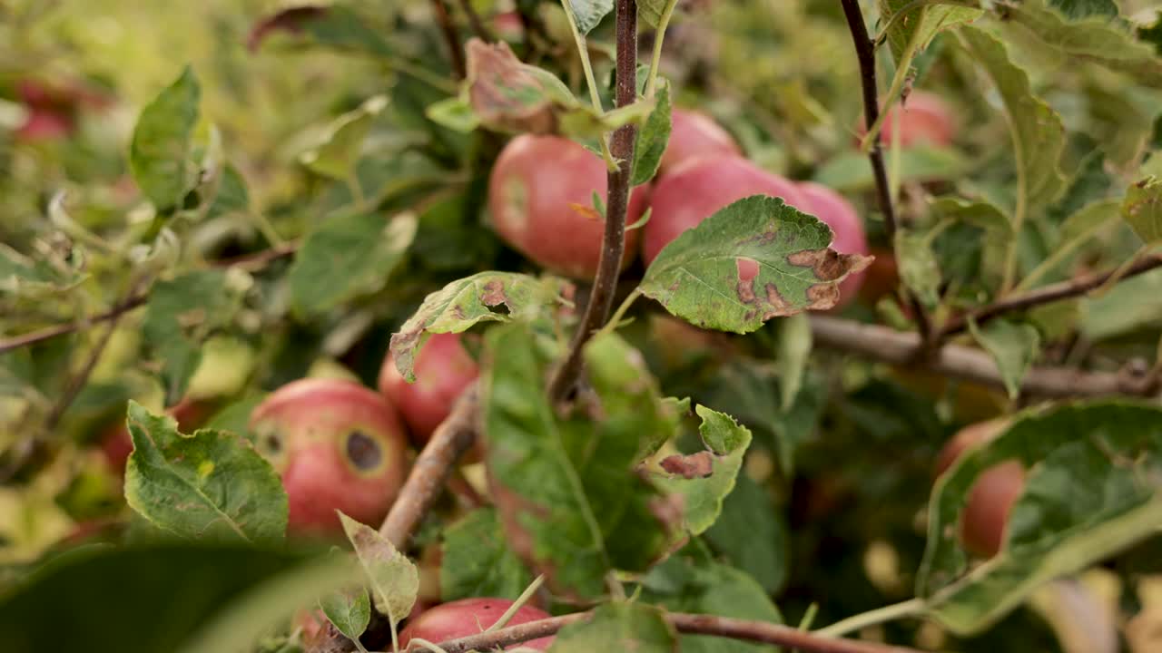 只能从我们果园里买有机健康的苹果视频下载