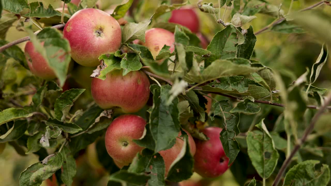 有机成熟的红苹果挂在树枝上视频下载
