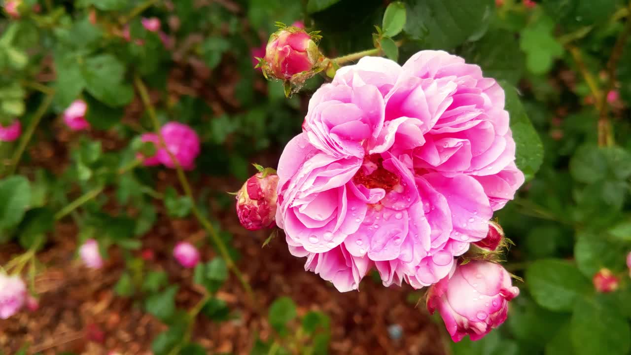 芳香盛开的玫瑰花蕾在花园与甘菊水视频素材