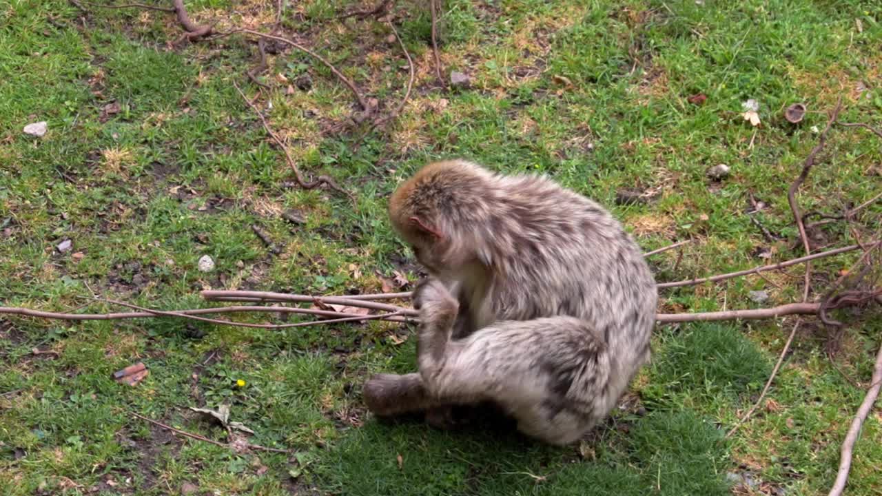 猴子坐在草地上寻找食物视频素材