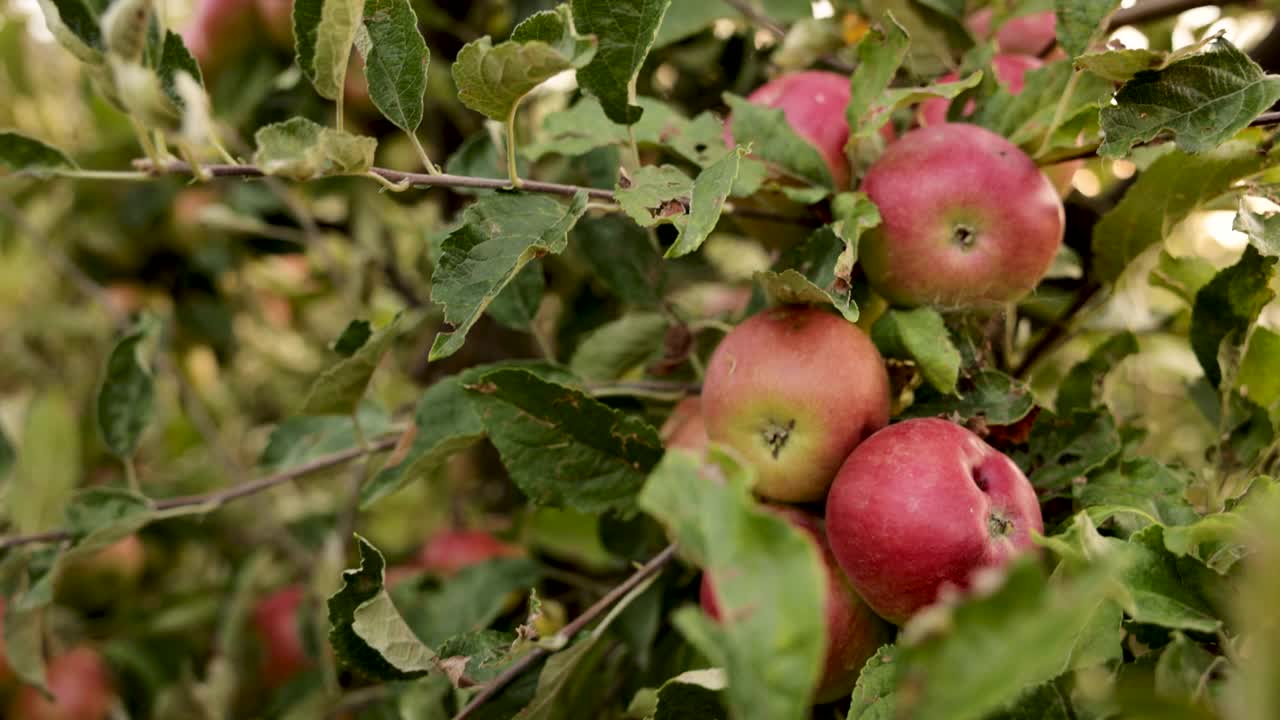 有机果园里有毁坏的苹果树叶子，因为有有害的昆虫视频下载