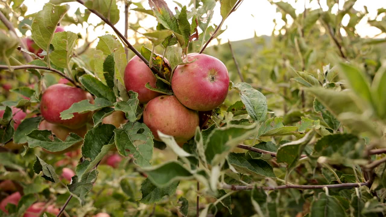 在一个极端恶劣的天气季节后，一棵苹果树的损坏和干燥的叶子视频下载