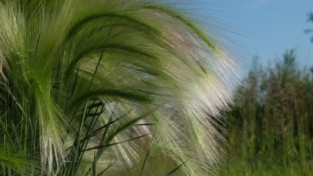 羽毛狼尾草，使命草在蓝天和阳光下。抽象夏季背景概念。视频下载