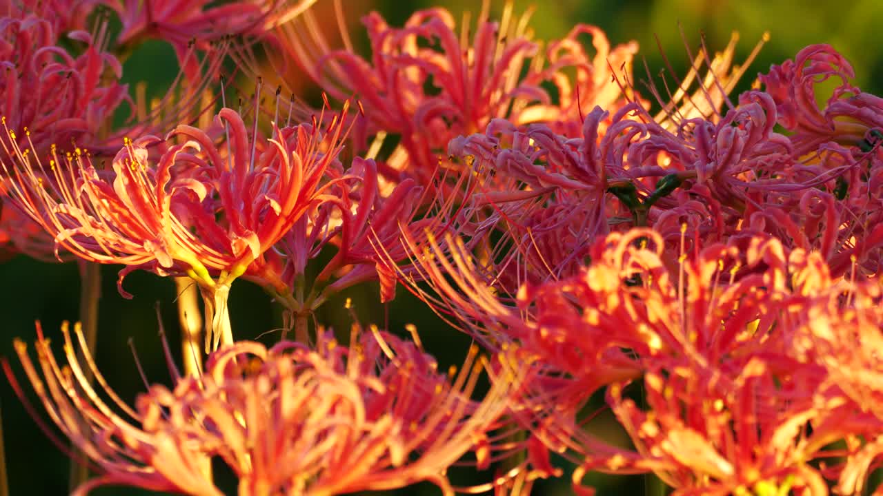 石蒜、红蜘蛛花、红魔花、春分花或花花的特写视频素材