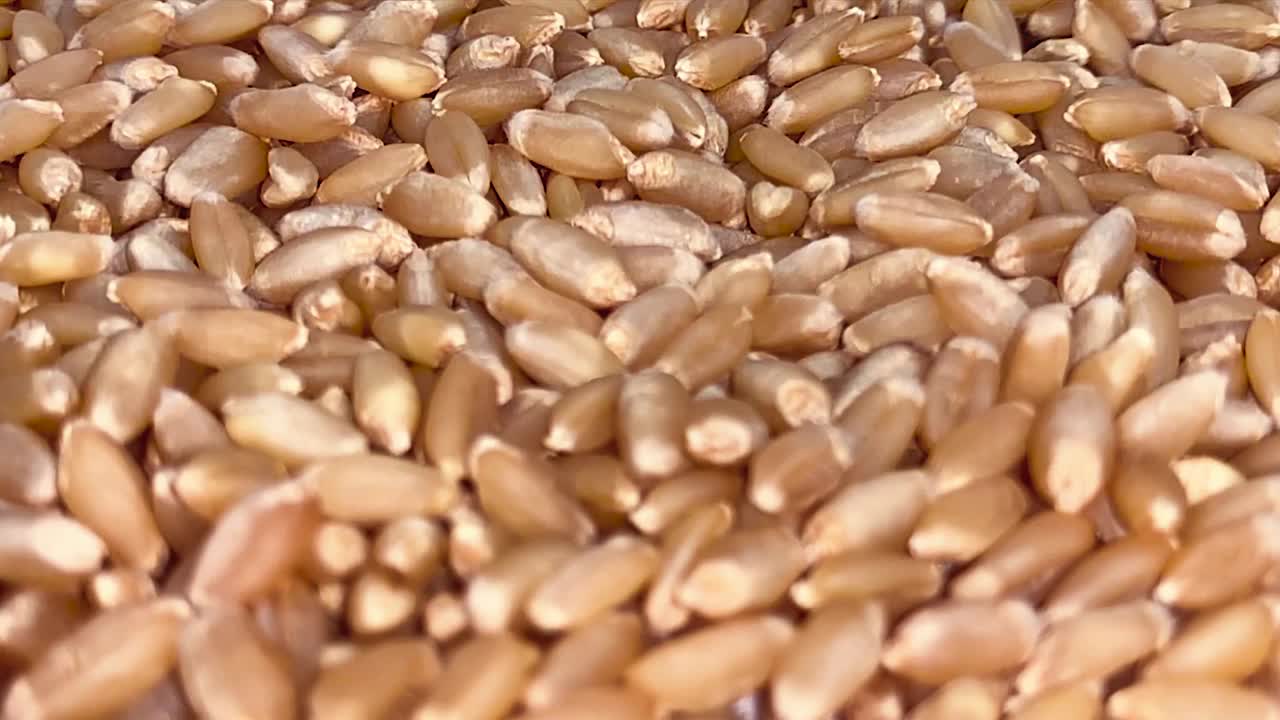 有机麦粒慢动作视频素材