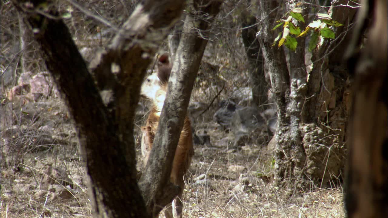 在空旷的森林里，一只小桑巴幼仔发出了警报信号视频素材