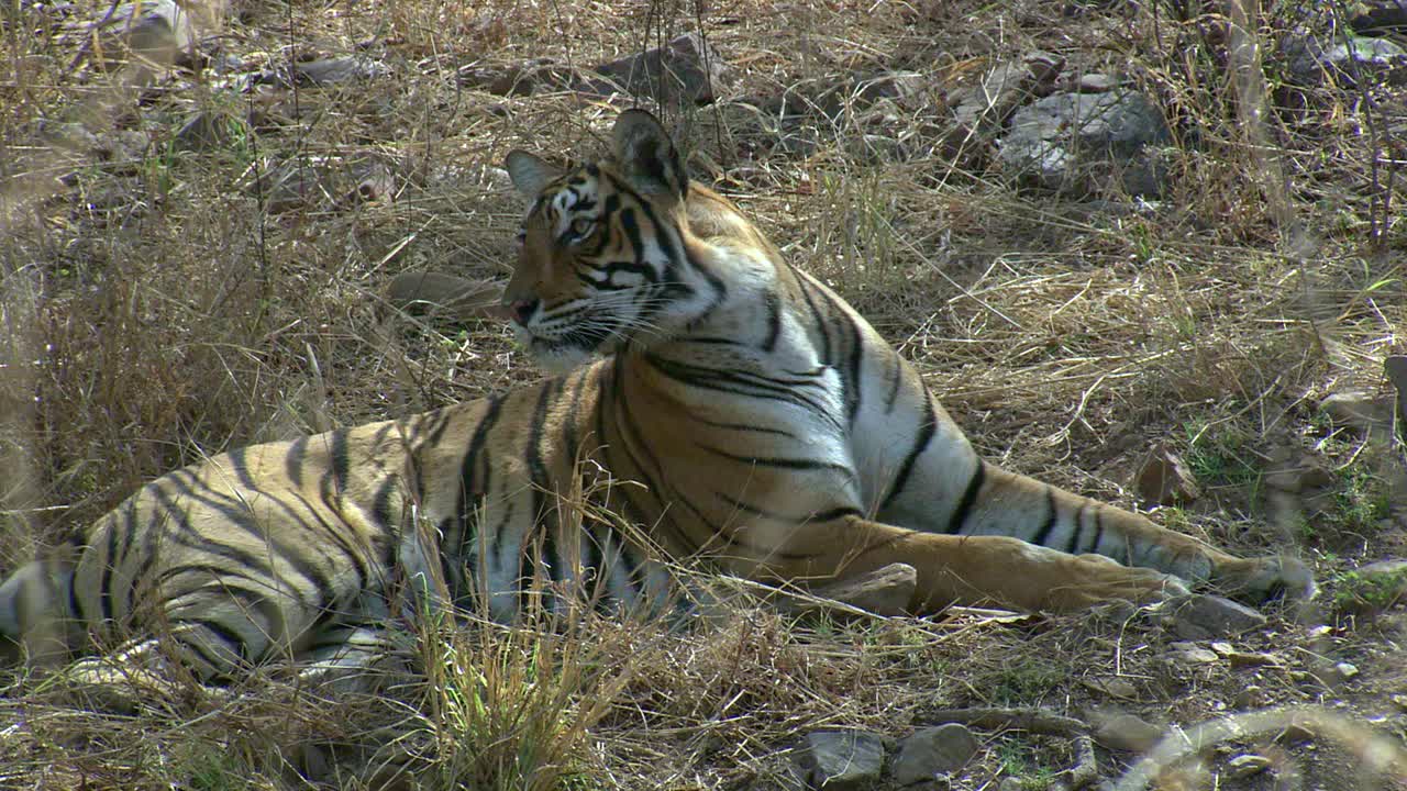 一只成年雌性野生老虎独自坐着，四处寻找猎物-中枪视频素材