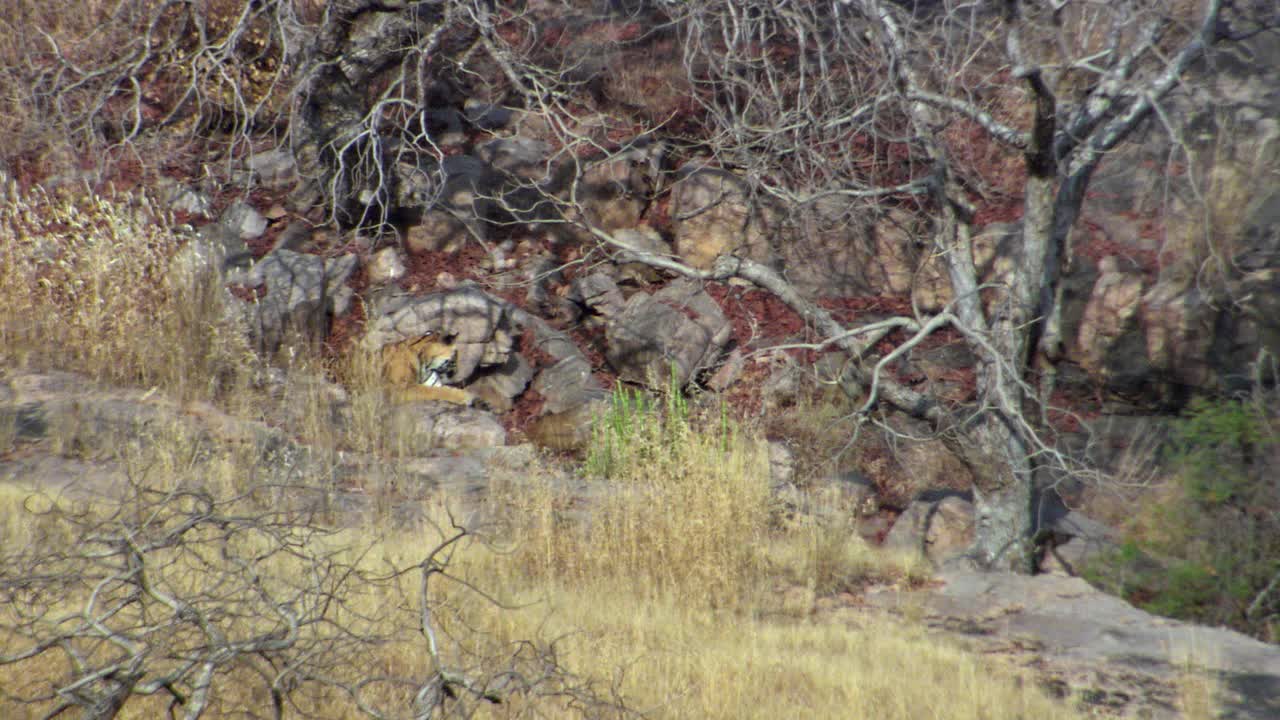 一只野生的成年老虎坐在山上的岩石上，她的两只幼崽在附近玩耍视频素材