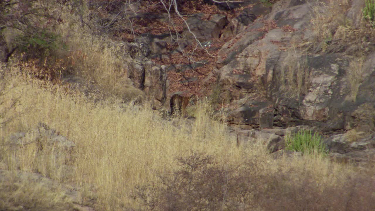 一只母熊和她的三只幼崽将躲在山的岩石后面-极端的远景视频素材