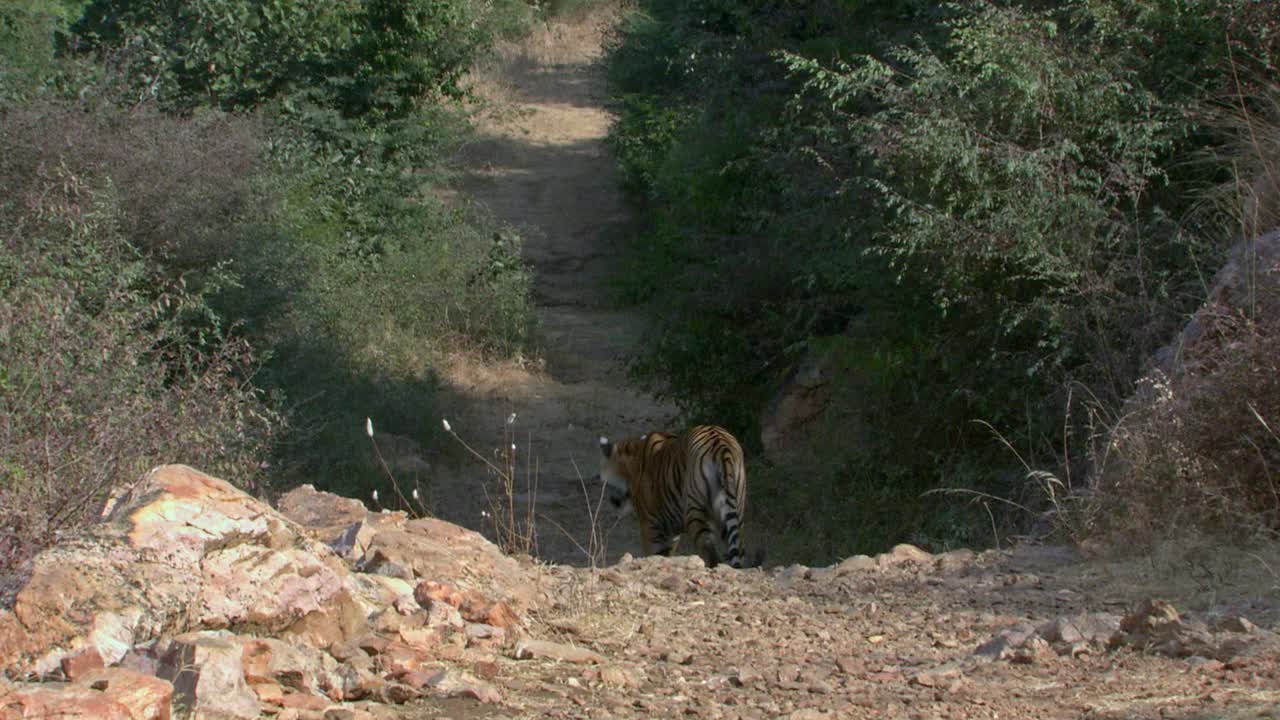 一只孤独的野虎在山谷地区走开了-不太可能视频素材