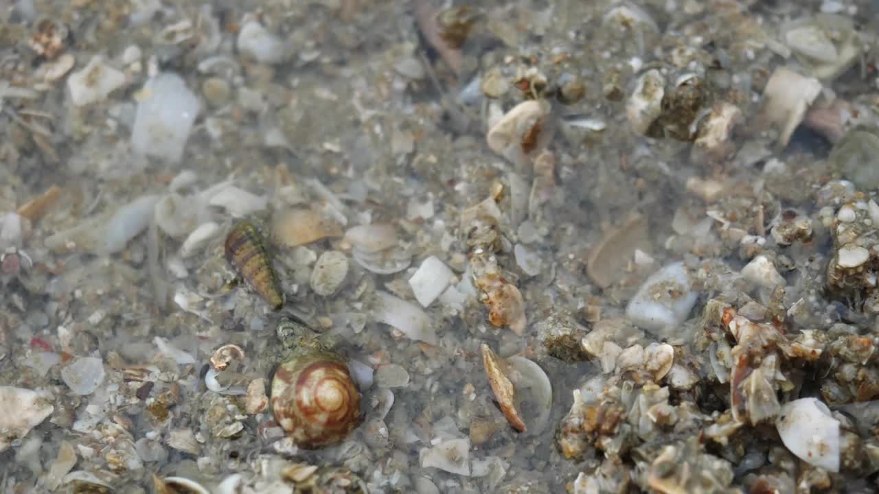 寄居蟹在灰色的沙滩上行走视频素材