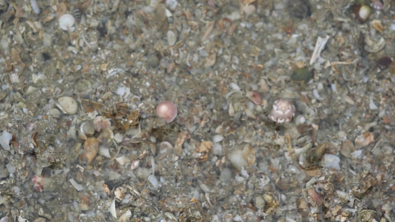寄居蟹在灰色的沙滩上行走视频素材
