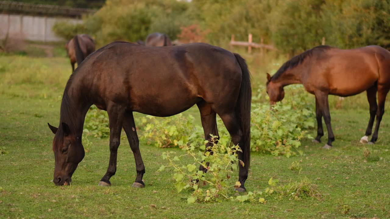 一群马在日落时吃草。马在草地上吃草。慢动作视频素材