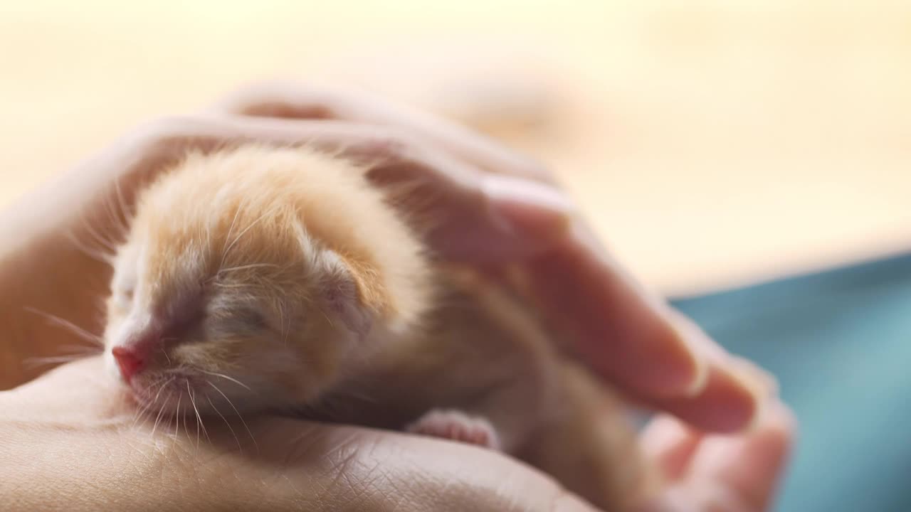 可爱的小猫在手里。视频素材