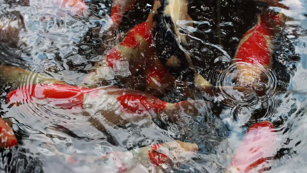 锦鲤在池塘里游泳。4 k的决议视频下载