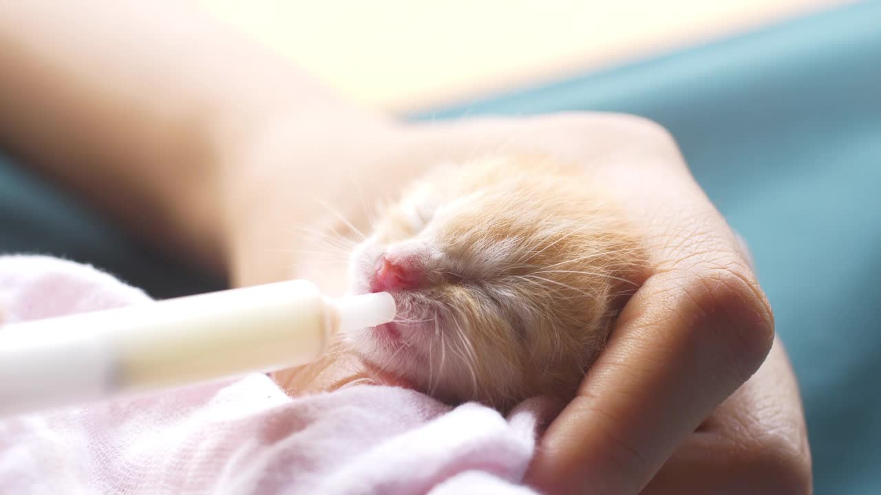 刚出生的猫在喝牛奶视频素材