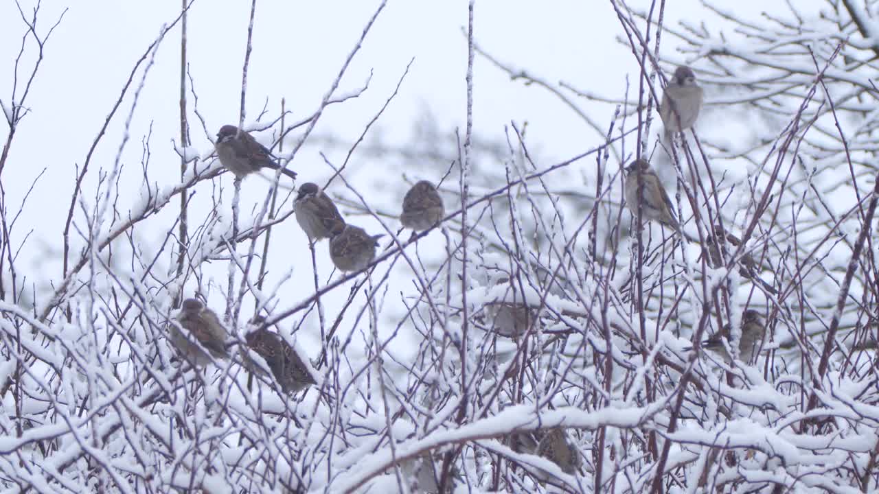 白俄罗斯冬天的家麻雀(Passer domesticus)视频素材
