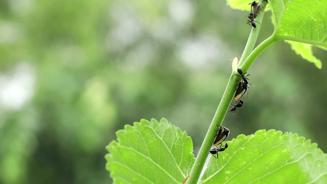 蚂蚁与金牛在植物园的自然植物上视频下载