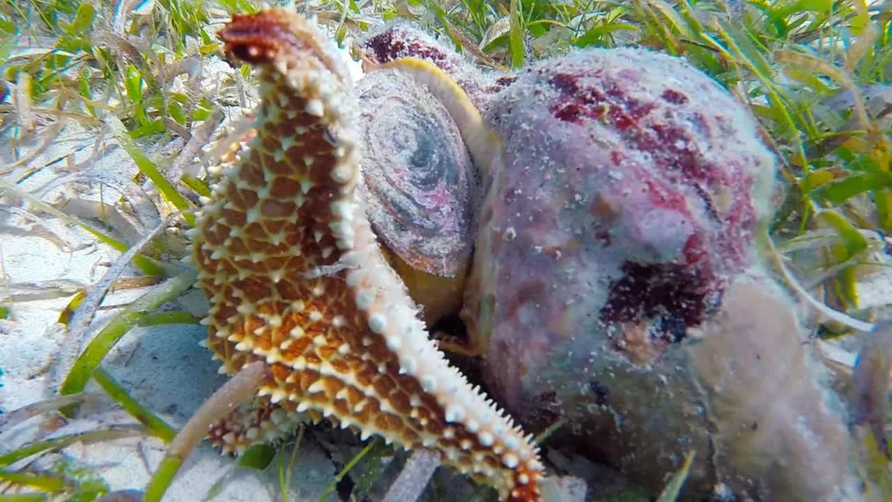 海星吃海螺300视频下载