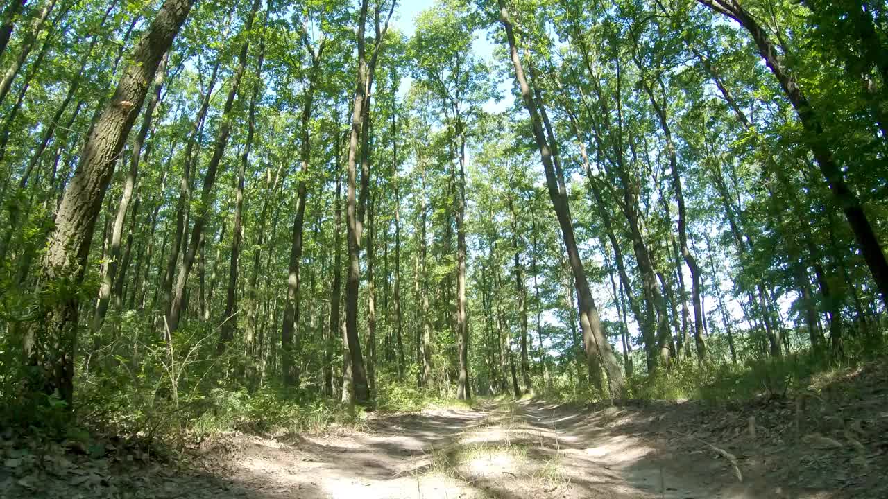 森林细节与角木和橡树在春天视频下载