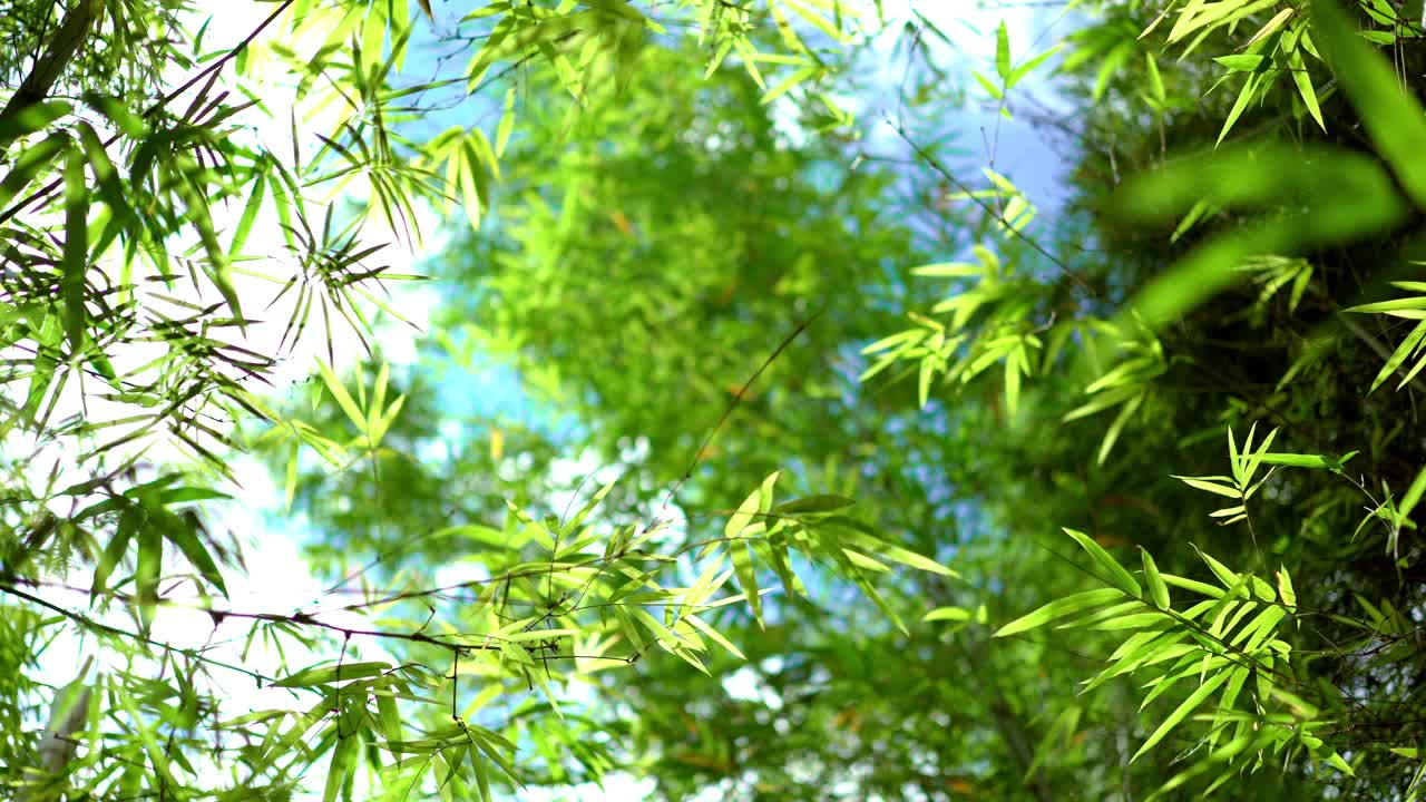 阳光照在青翠的竹叶上，天空蔚蓝视频下载
