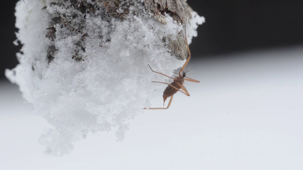 下雪时雪上的昆虫(雪蛾)视频素材