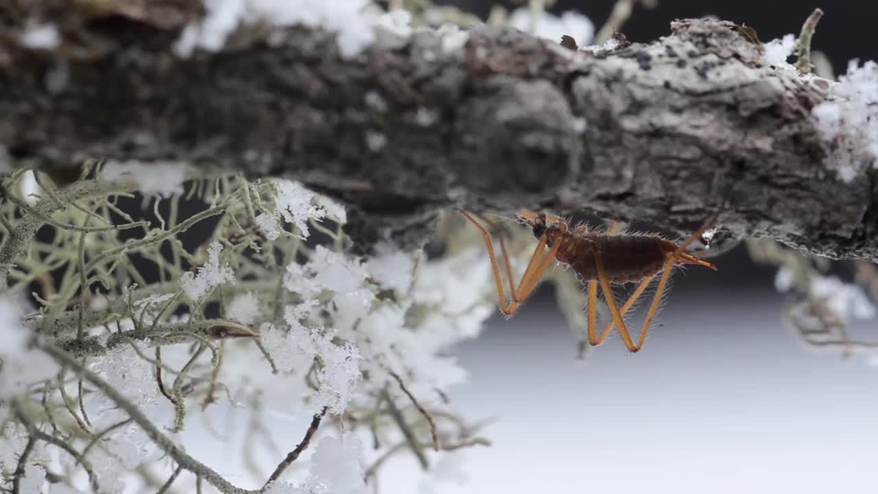 下雪时雪上的昆虫(雪蛾)视频素材